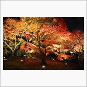 京都　紅葉めぐり