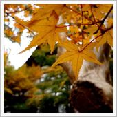 京都で紅葉狩り（その２） 