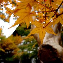 京都で紅葉狩り（その２） 