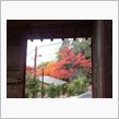 円山公園の紅葉