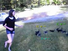 地上にも天国はあった…子猫の軍団に追いかけられる女の子
