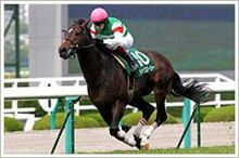 今日の競馬はジャパンカップダートと第７回スカイラインをただ並べる会告知編