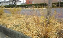 やっと落ち葉が黄色