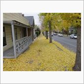 いろはもみじの紅葉とイチョウ ...