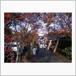 先週の紅葉