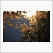 Picassoで行く 香嵐渓紅葉狩り！ 