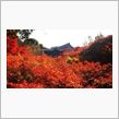 西の紅葉は超有名な京都の東福寺へ