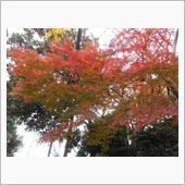 紅葉