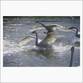 下田の白鳥