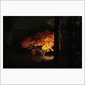 夜紅葉