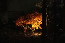 夜紅葉