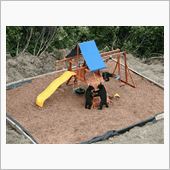 野生のクマってこんなの？