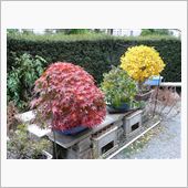 盆栽の紅葉と黄葉