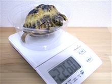 2012.12.04　かめ吉の身体測定