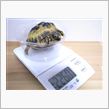 2012.12.04　かめ吉の身体測定
