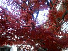 紅葉も終わりです