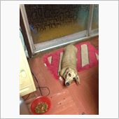 愛犬のクビが・・・(&#180;･Д･ ...