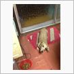 愛犬のクビが・・・(&#180;･Д･)」