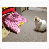 ワンコが入ってるペット用コタ ...