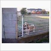 忠犬！