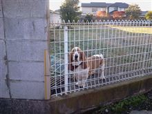 忠犬！