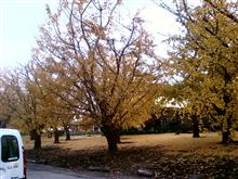 我が家も遅ればせながら...紅葉です...(銀杏ですケド...)