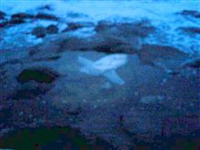 マンボウがこんな所に