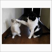 突っ込み練習