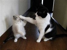 突っ込み練習