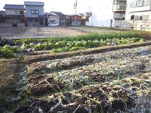畑カチンコチン。 畑カチンコチン。