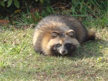 ☆　先日香川県の志度カントリークラブでゴルフをしていましたら、何とイノシシじゃなくてタヌキにプレーを見られました・・・。（いやーん恥ずかしい・・・）