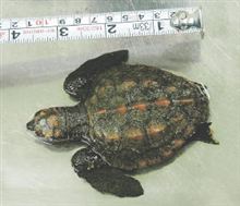 アオウミガメの赤ちゃん アオウミガメの赤ちゃん