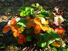 ECO☆CRZのプチ菜園～イチゴの紅葉～