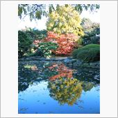 ２０１２新宿御苑の紅葉　