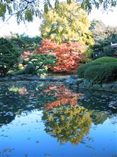 ２０１２新宿御苑の紅葉　