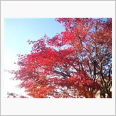 我が家の紅葉　