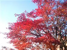我が家の紅葉　