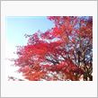 我が家の紅葉　