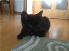 くろねこ