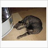 今朝は氷点下５度だって・・・