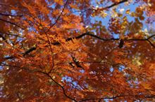總持寺の紅葉☆