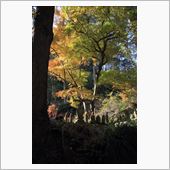 今年最後の紅葉撮り