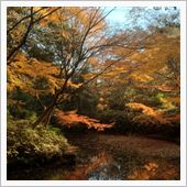 六義園の紅葉