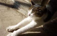 寝て起きて寝て