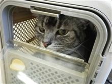 病院に行ってまいりました（汗