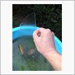 初氷と紅葉／バラとミニトマト