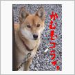 Ｎｏ８４　よく働く愛犬　
