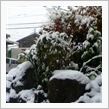 とうとう雪が‥‥