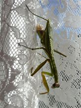 もう1匹のカマキリが産卵
