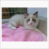 猫の手